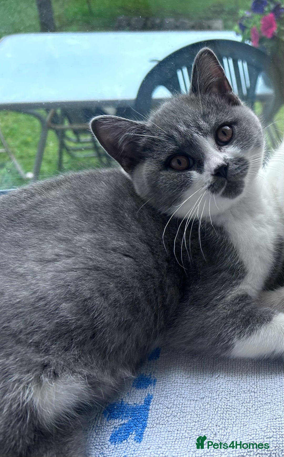British Shorthair cats for sale: British shorthair kitten's,Blackburn  in Blackburn - Image 1