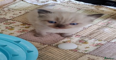 Ragdoll cats - Advert 3