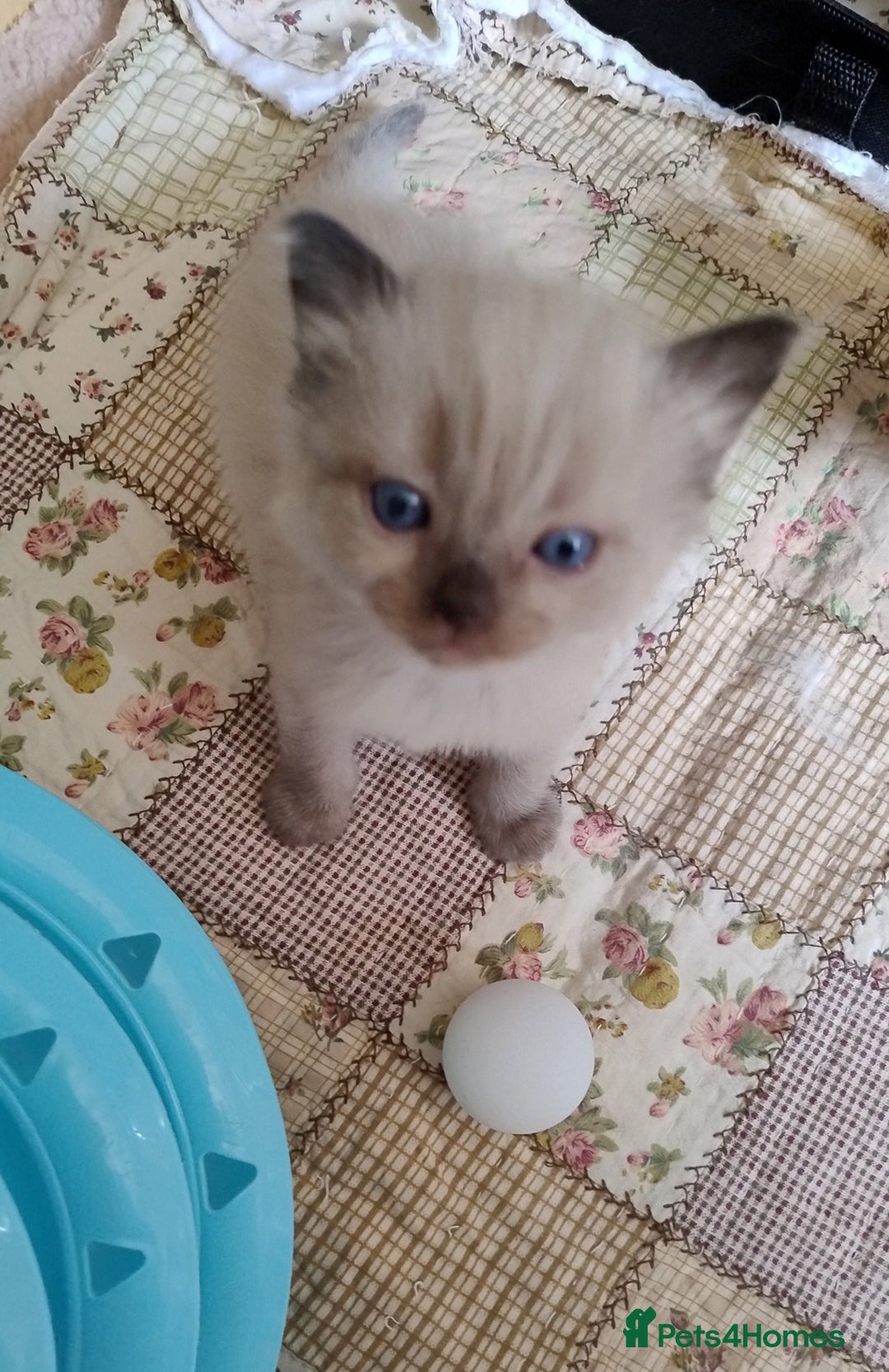 Ragdoll cats for sale: Pure bred Ragdolls looking for loving homes - Image 3