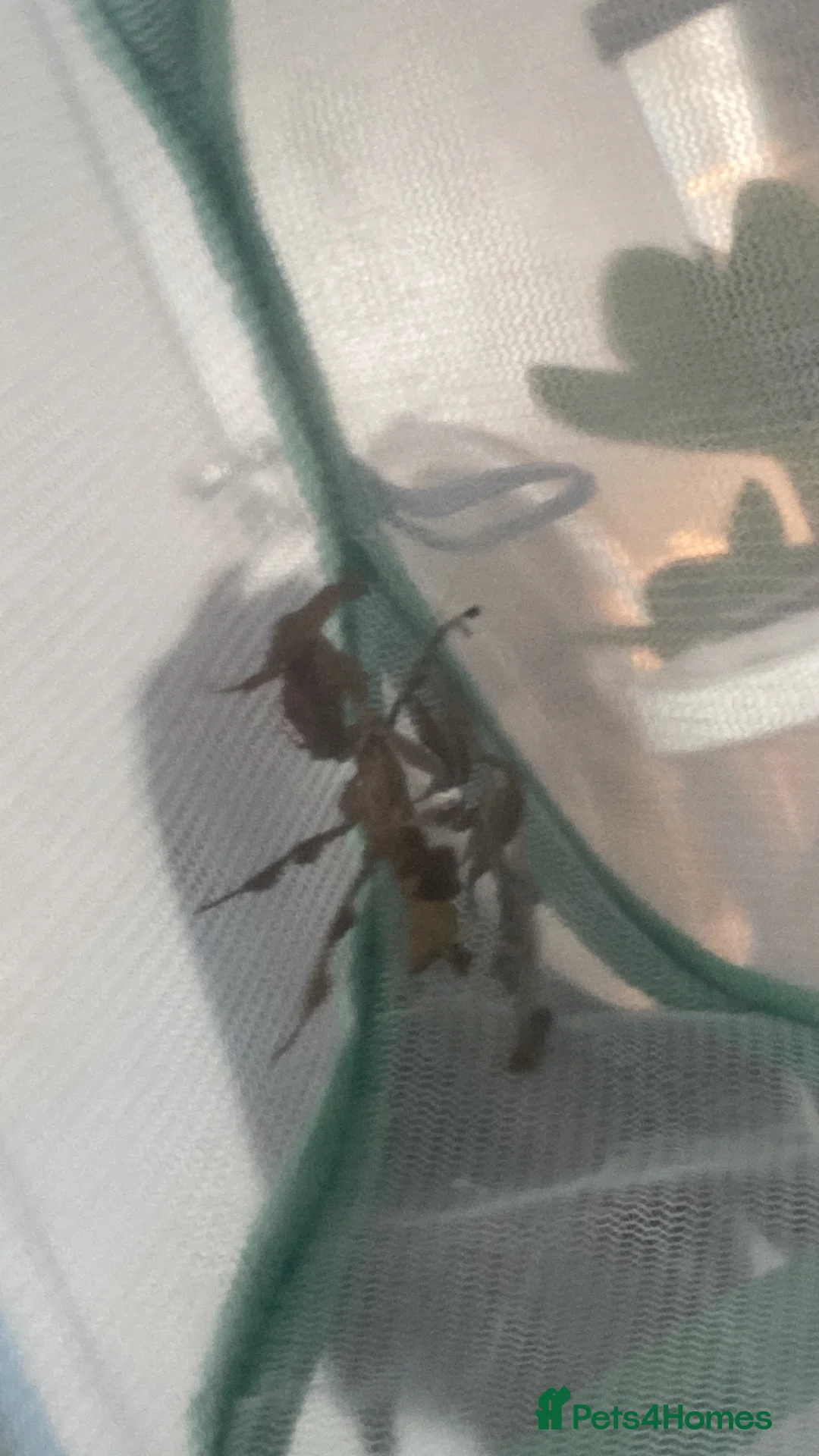 Mixed Breed invertebrates for sale: Mantis, millipedes , isopods , stick insects/eggs - Advert 2