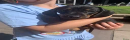 Miniature Dachshund dogs for sale: Miniature Dachshund puppies 🐶  - Advert 22