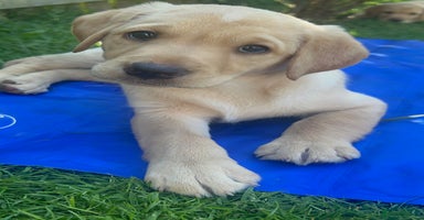 Labrador Retriever dogs - Advert 8