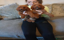 Cavachon dogs for sale: Two boys cavapoochion  - Image 4