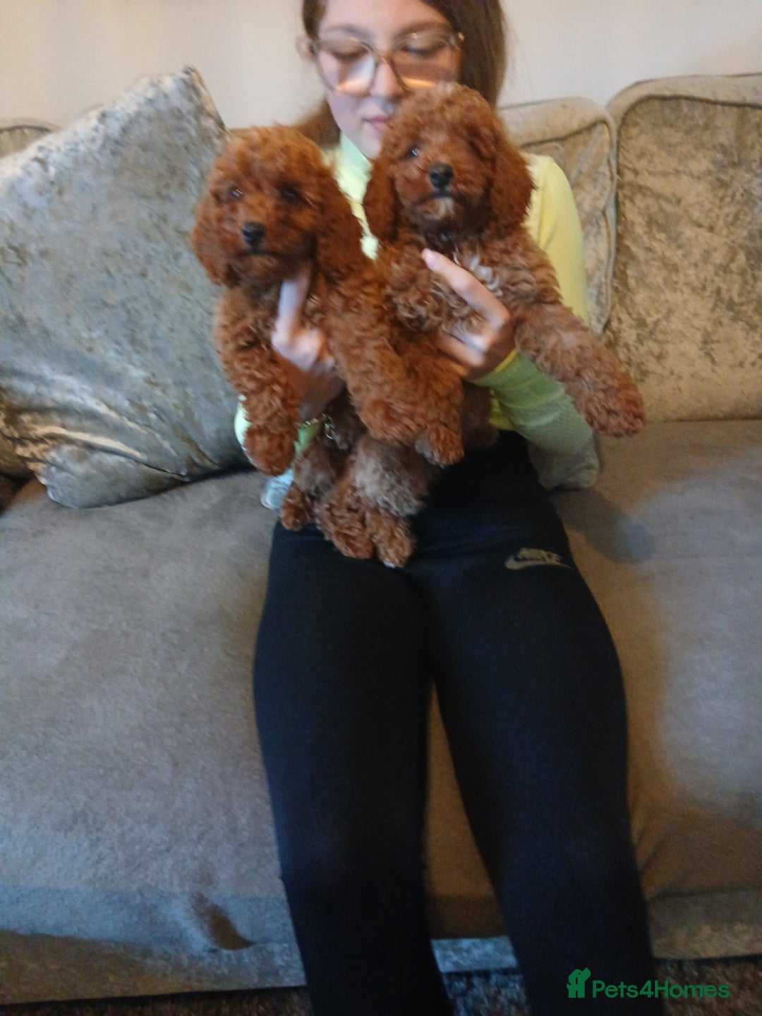 Cavachon dogs for sale: Two boys cavapoochion  - Image 4