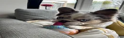 French Bulldog dogs for stud: Frenchie x Australian Shepard  - Advert 5