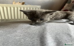 Domestic Shorthair cats for sale: 1 beautiful kittens  - Image 2
