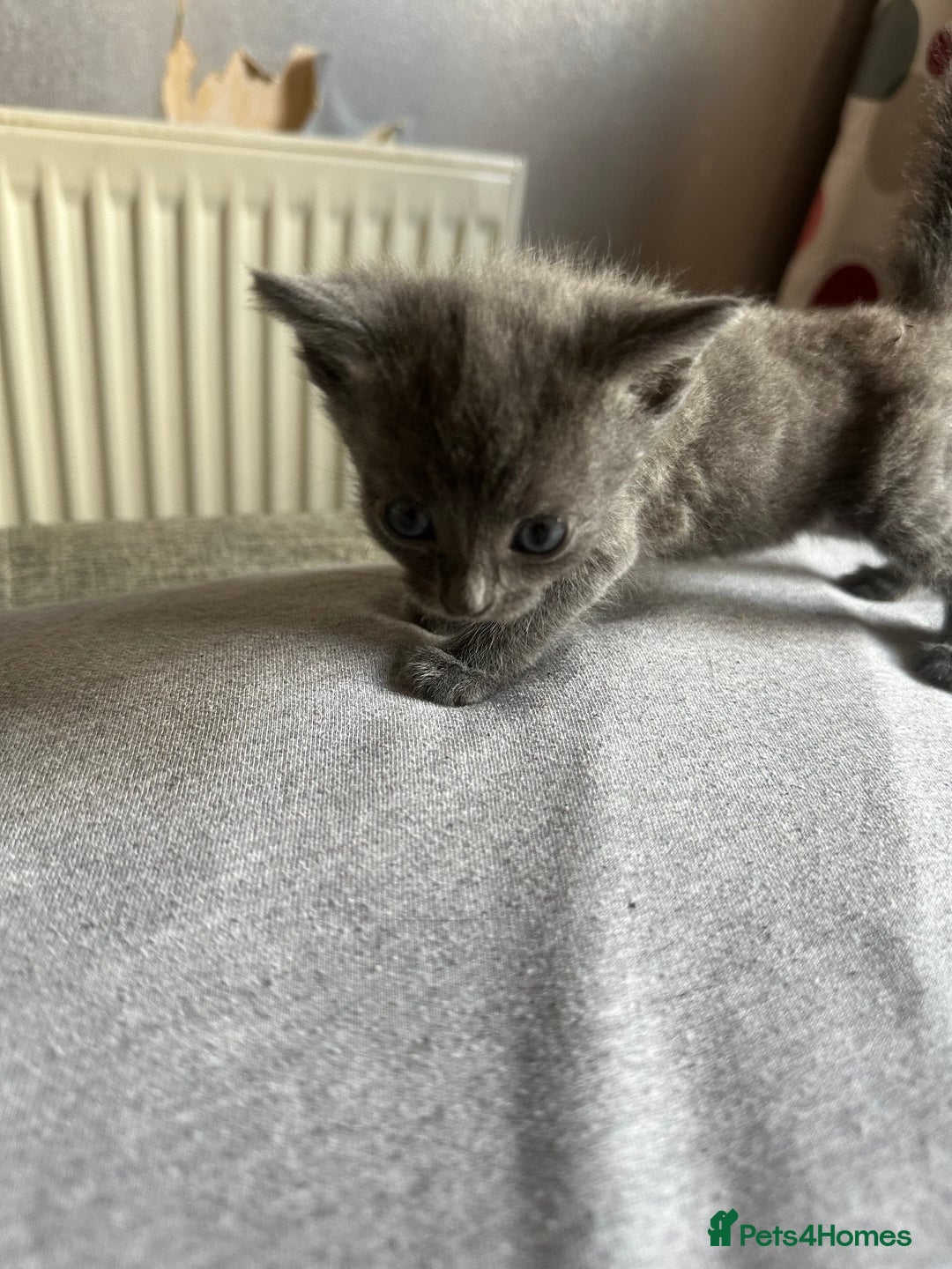 Domestic Shorthair cats for sale: 1 beautiful kittens  - Image 2