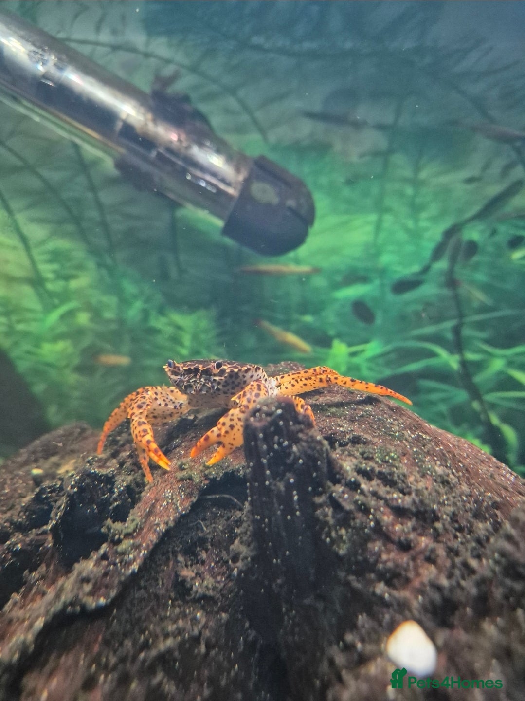 Crabs fish Free Panther Crabs x2 - Advert 1