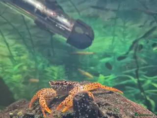 Crabs fish Free Panther Crabs x2 - Advert 1