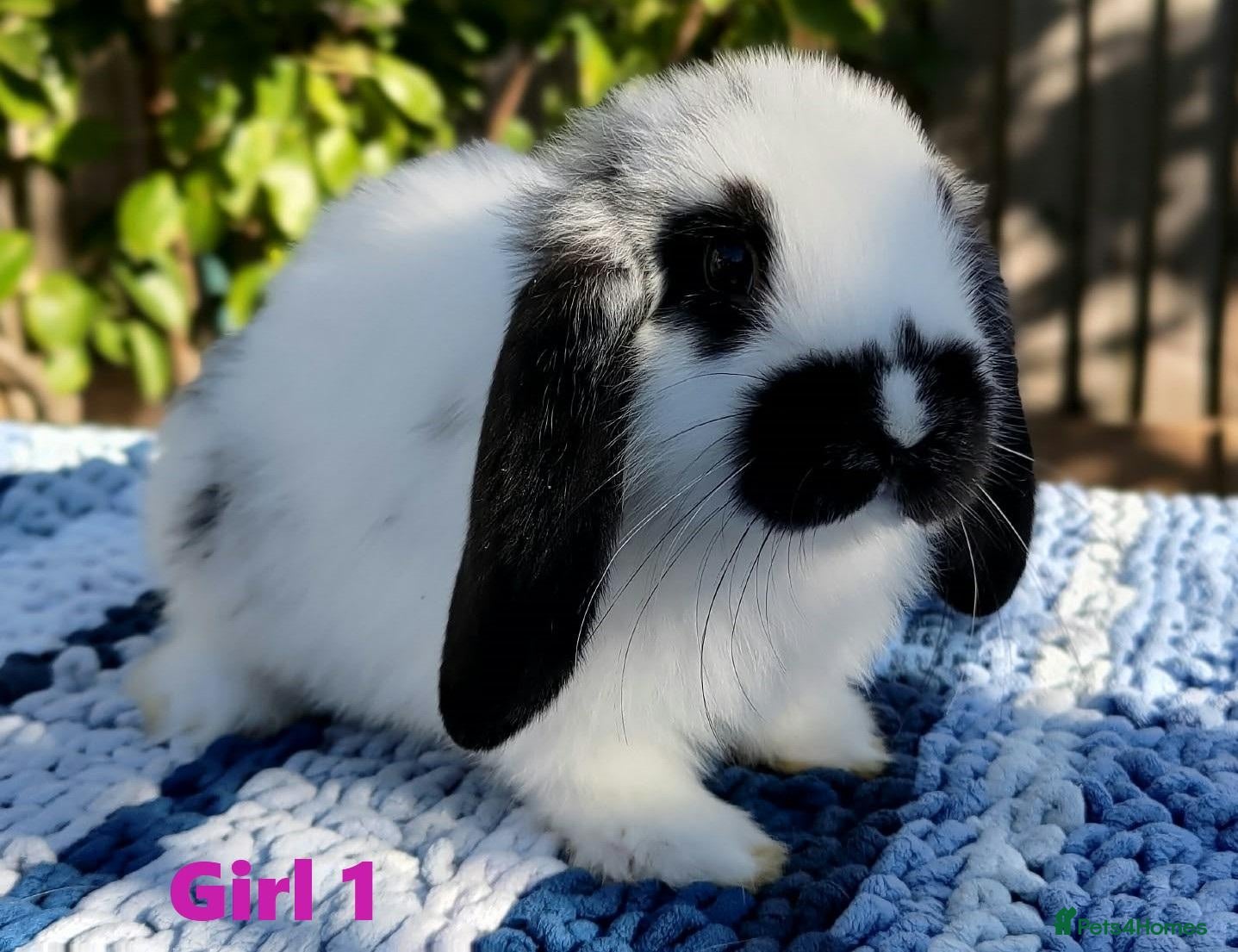 Mini Lop rabbits Cute & Loving French x Mini Lop. Read Description! - Advert 2