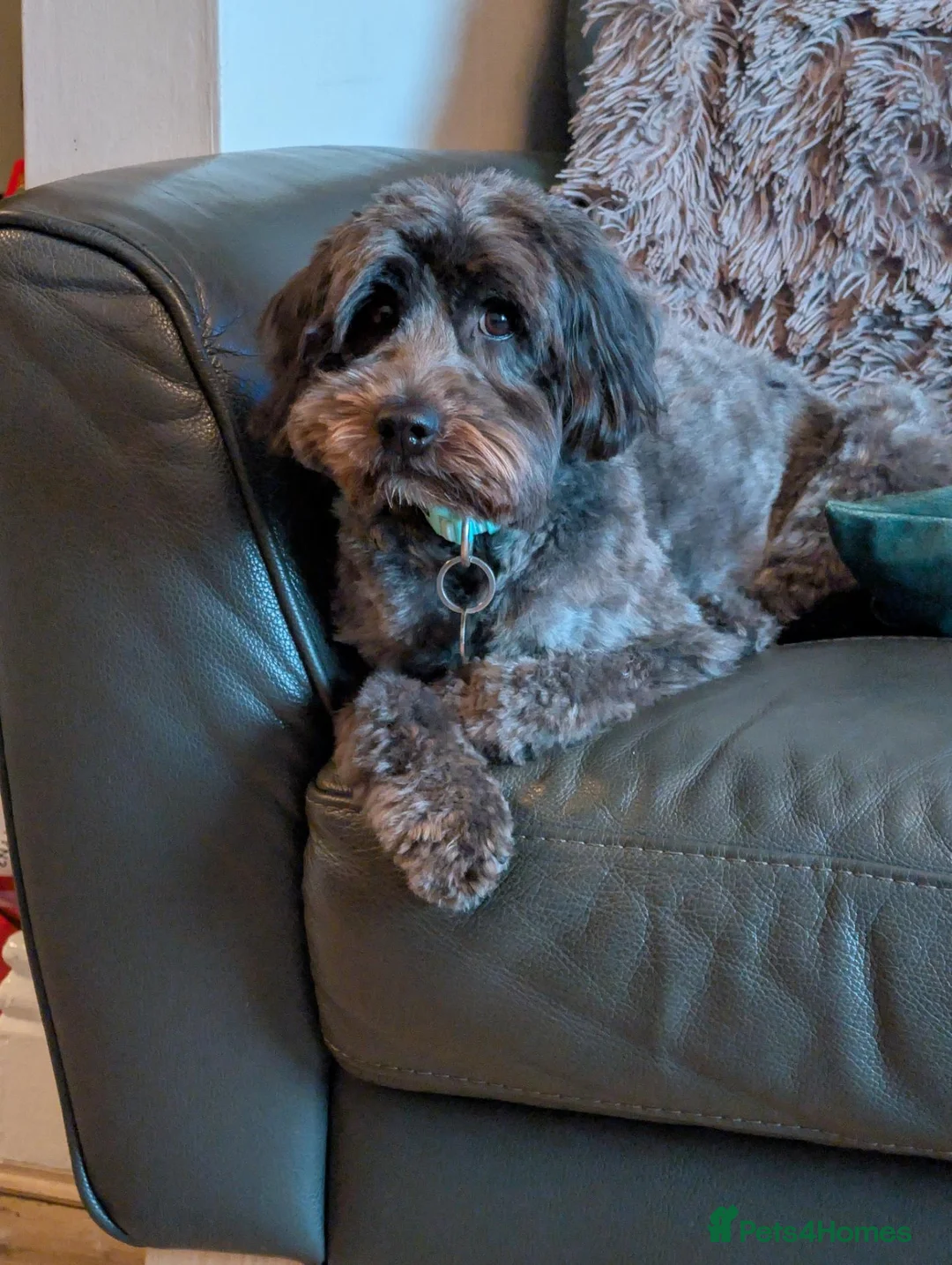 Labradoodle dogs for sale: Miniature Labradoodle (Obi) - Rehoming  - Advert 1