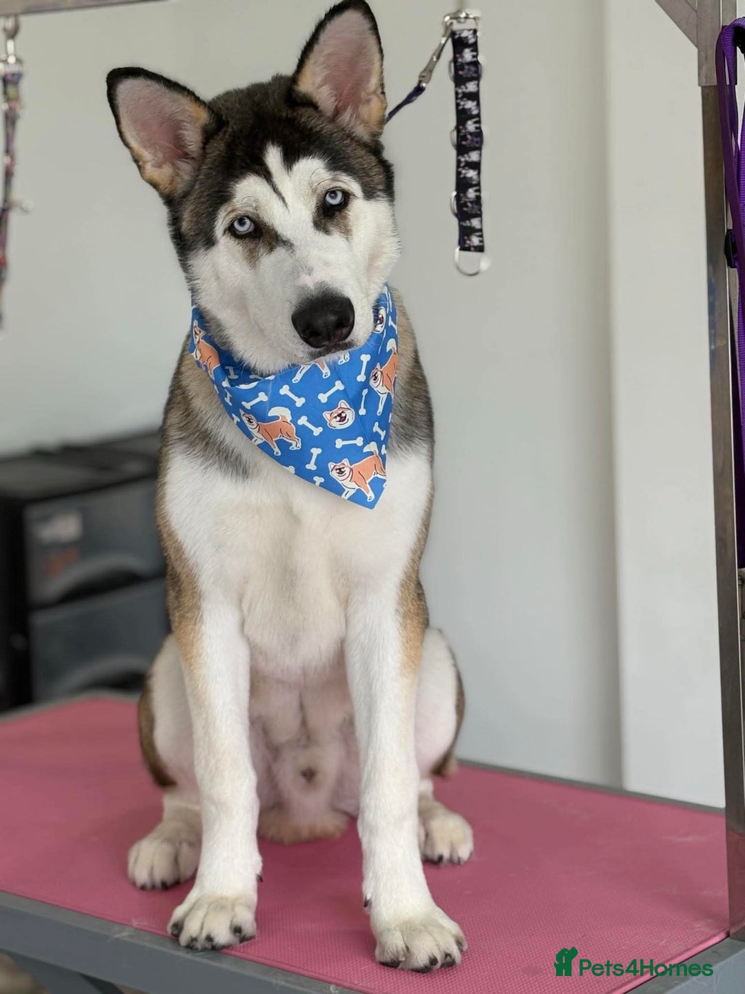 Siberian Husky dogs for sale: 8 month Siberian husky for sale  - Image 2