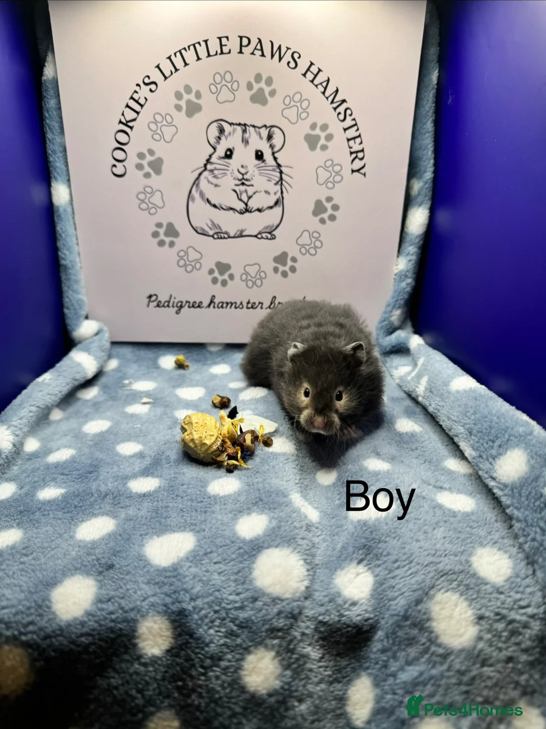 Hamster rodents for sale: Pedigree Syrian hamsters - Advert 1