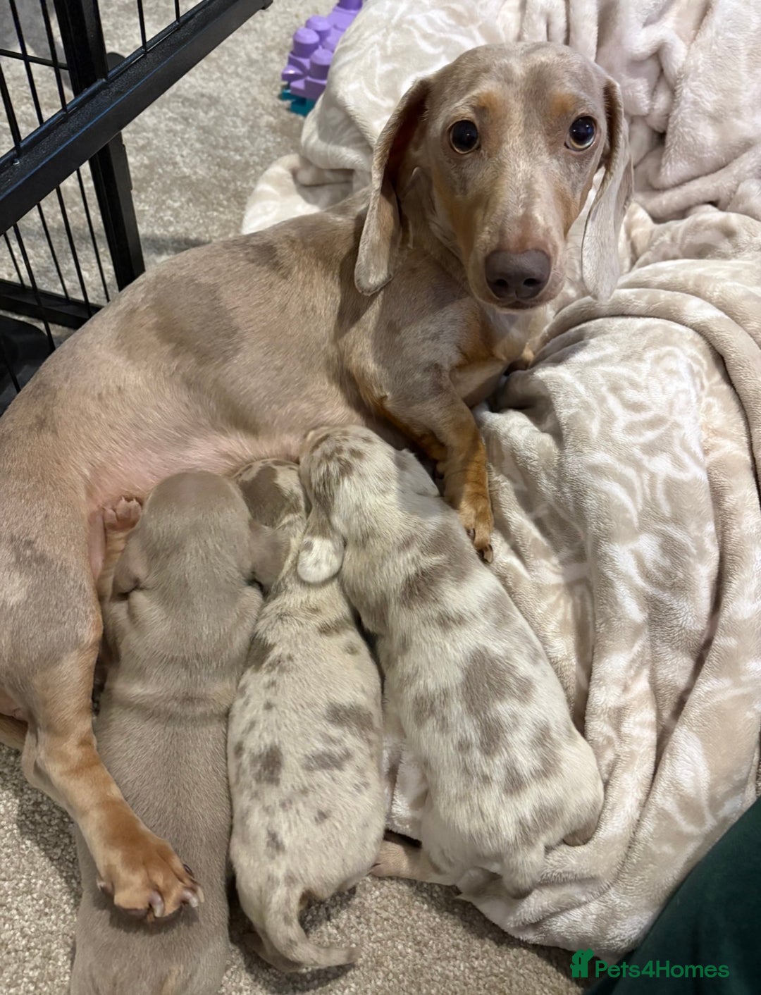 Miniature Dachshund dogs for sale: 3x miniature boy dachshunds  - Advert 1