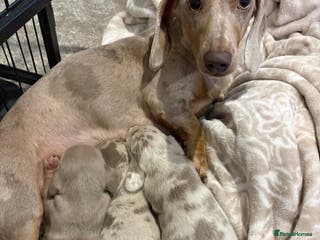 Miniature Dachshund dogs 3x miniature boy dachshunds - Advert 1