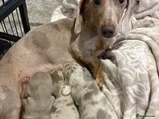 Miniature Dachshund dogs 3x miniature boy dachshunds - Advert 8