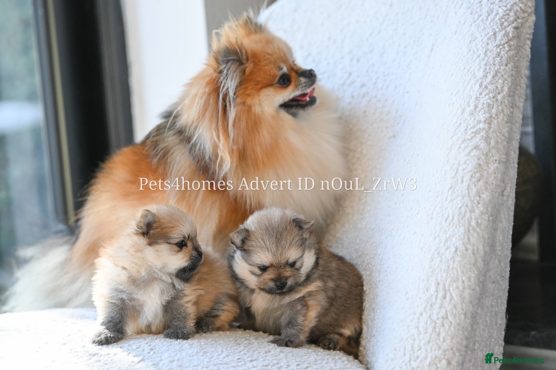 Pomeranian dogs Gorgeous small Pomeranian puppies 🐻 - Advert 1