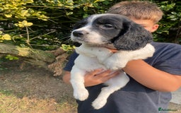 English Springer Spaniel dogs for sale: English Springer Spaniel Puppies - Image 26
