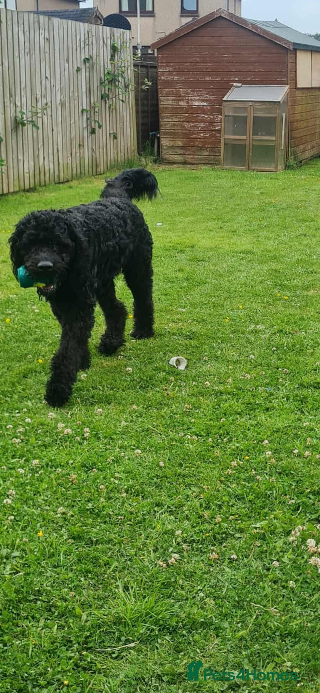 Labradoodle dogs for sale: Bare Mr - Image 2