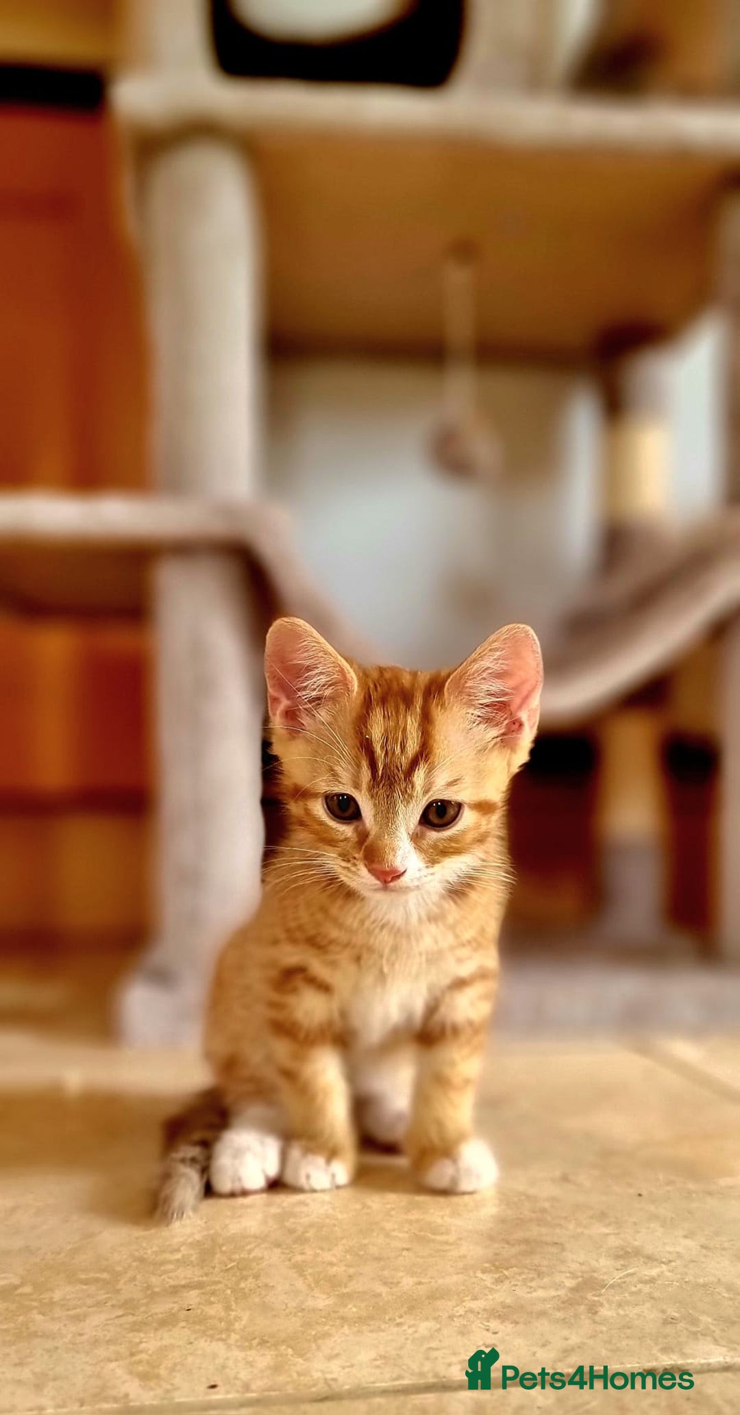 Turkish Angora cats for sale: Luxury Turkish Agora kittens for sale - Advert 6