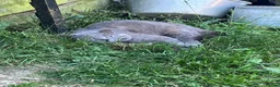British Shorthair cats for sale: Boy kittens - Advert 11