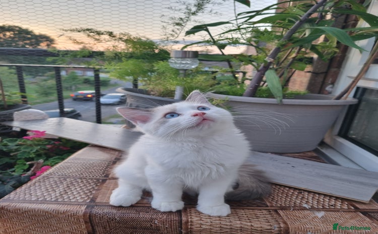 Ragdoll cats - Advert 2