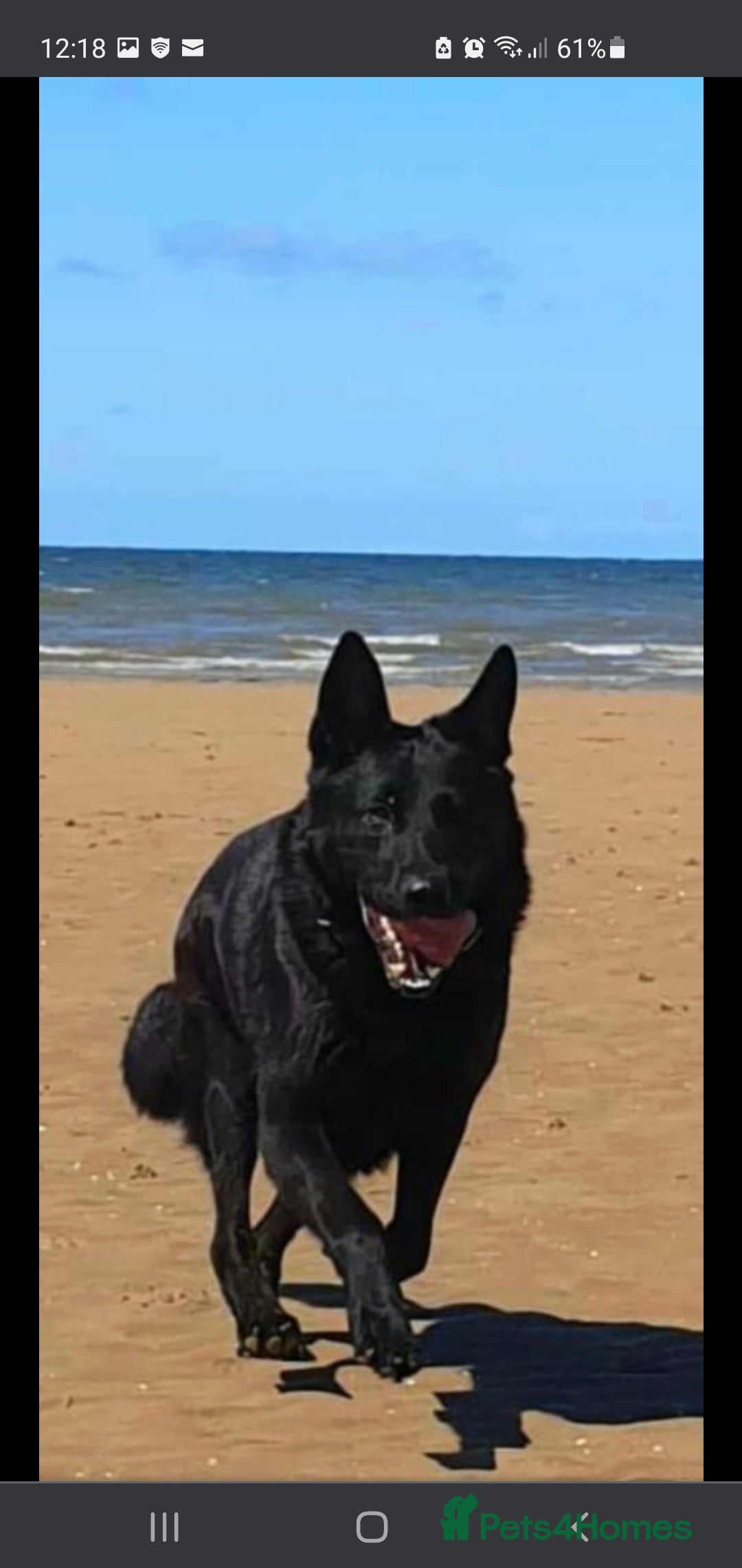 German Shepherd dogs for sale: Stunning blood line german shepherd puppy  - Image 18
