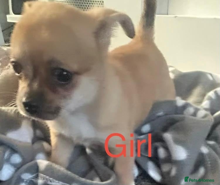 Chihuahua dogs Cute puppies chihuahua 550.00  - Advert 16