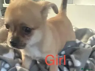 Chihuahua dogs Cute puppies chihuahua 550.00 - Advert 16