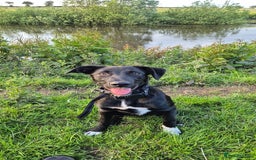 Border Collie dogs for sale: Skye the border collie - Image 4