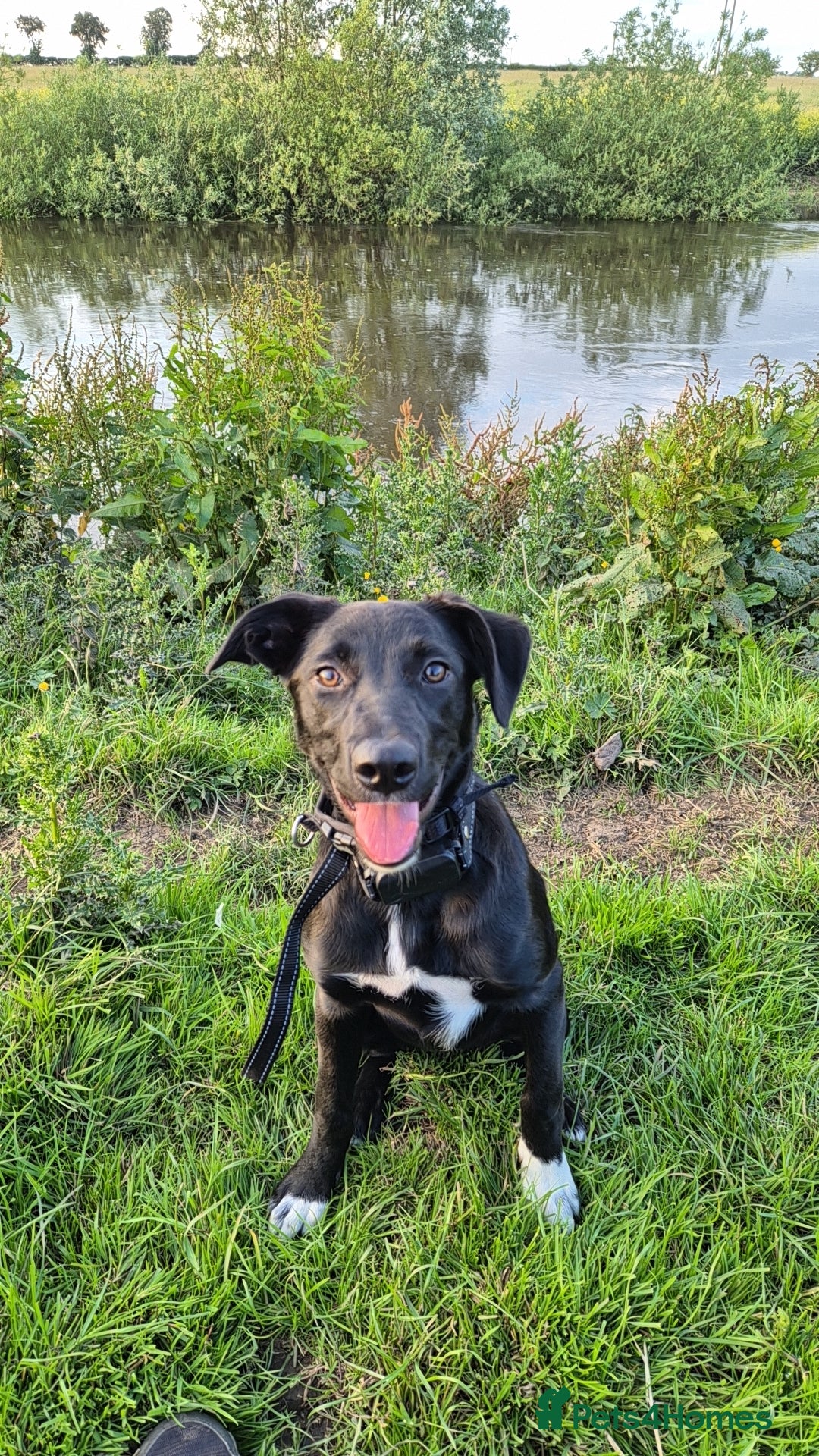 Border Collie dogs for sale: Skye the border collie - Image 4