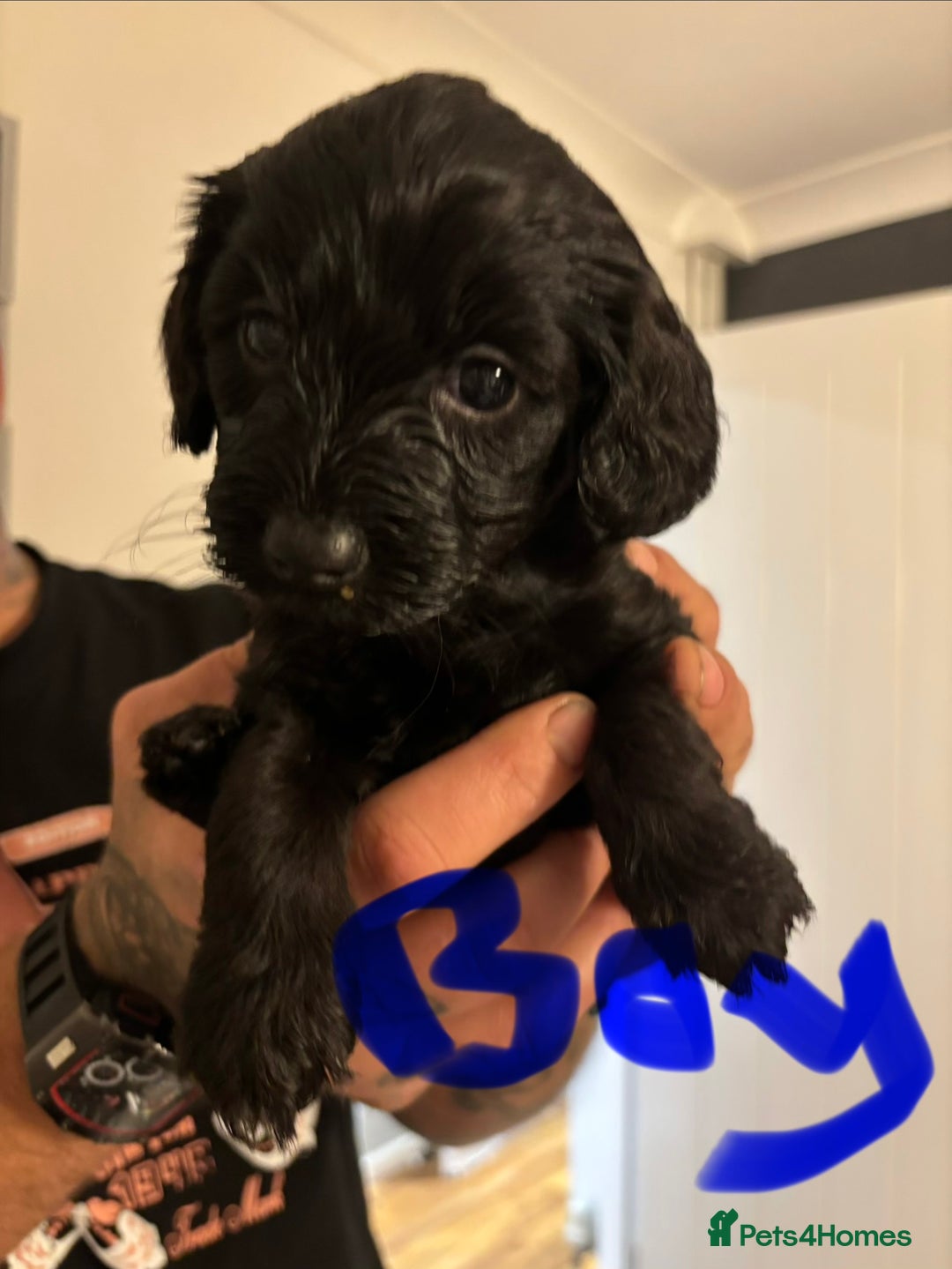 Cockapoo dogs for sale: 7 beautiful pups for sale  - Image 2