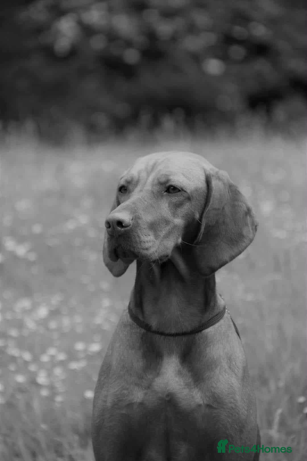 Hungarian Vizsla dogs for sale: DUAL PURPOSE FIELD & SHOW CHAMPIONS BRED PUPPIES - Advert 6