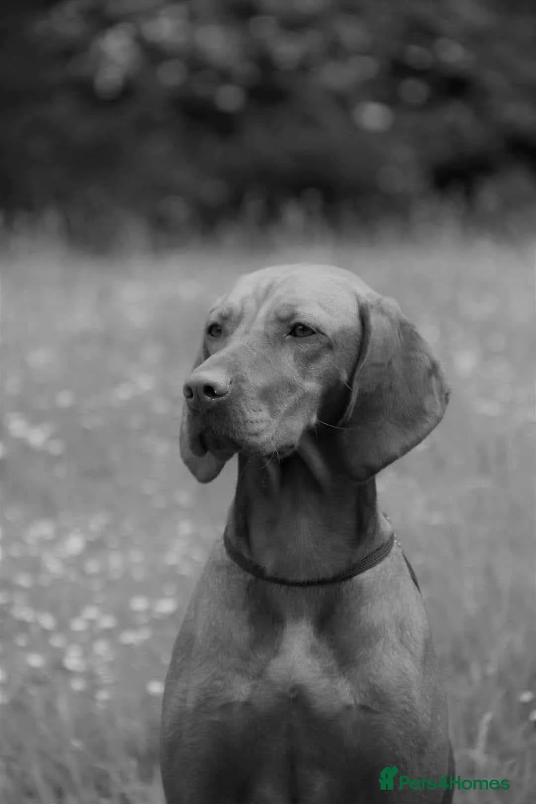 Hungarian Vizsla dogs for sale: *SHOW QUALITY PUPPY*CHAMPION BRED PUPPIES - Advert 6