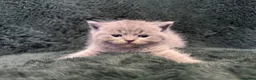 Scottish Fold cats for sale: Scottish striaght kittens registered  - Advert 6