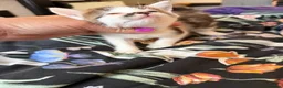 Mixed Breed cats for sale: Two female kittens for sale - Advert 12