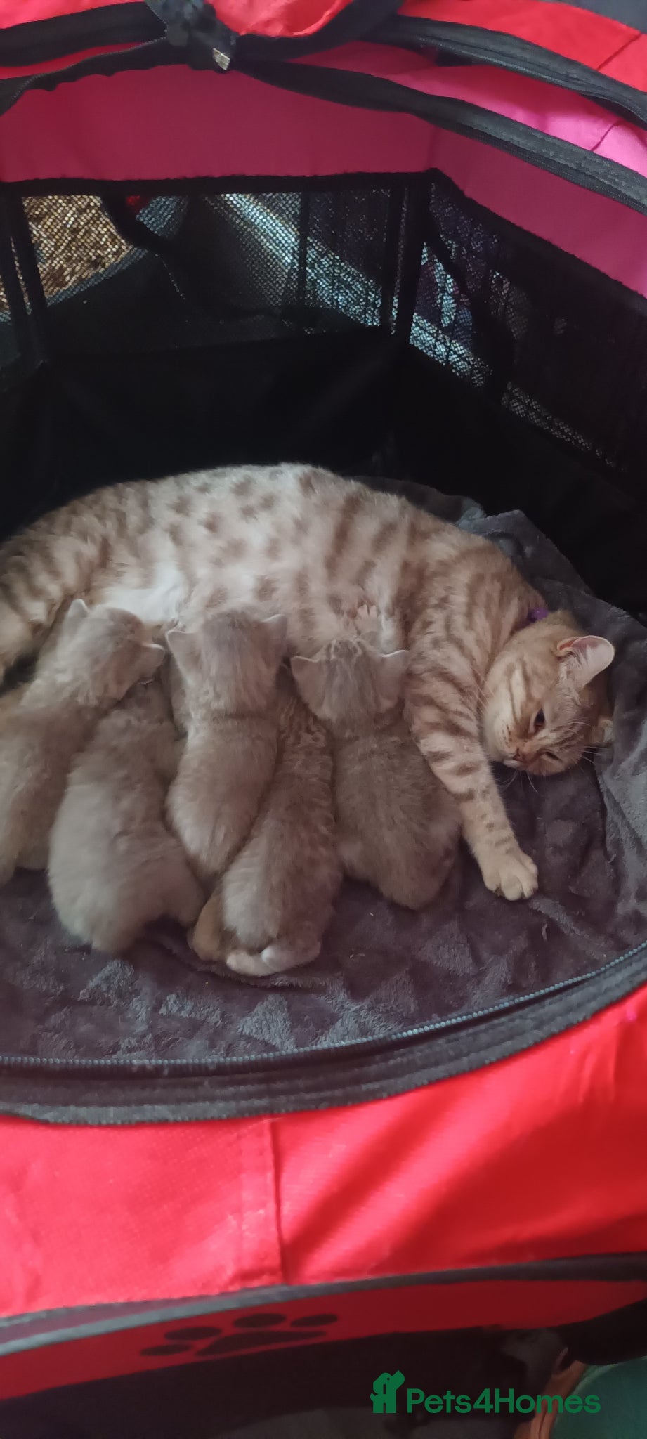 British Shorthair cats British short hair lilac cinnamon kittens - Advert 2