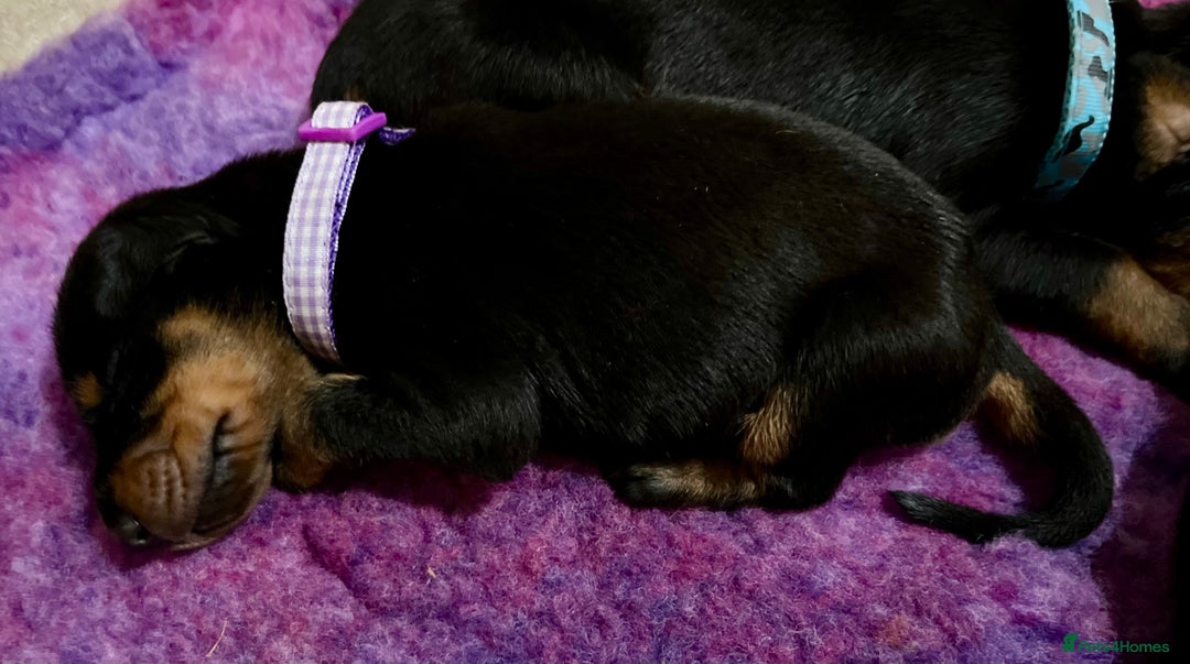 Dobermann dogs for sale: European Doberman puppies - Image 8