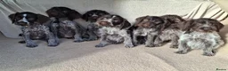German Wirehaired Pointer dogs for sale: German wirehair pointer pups.  - Advert 15