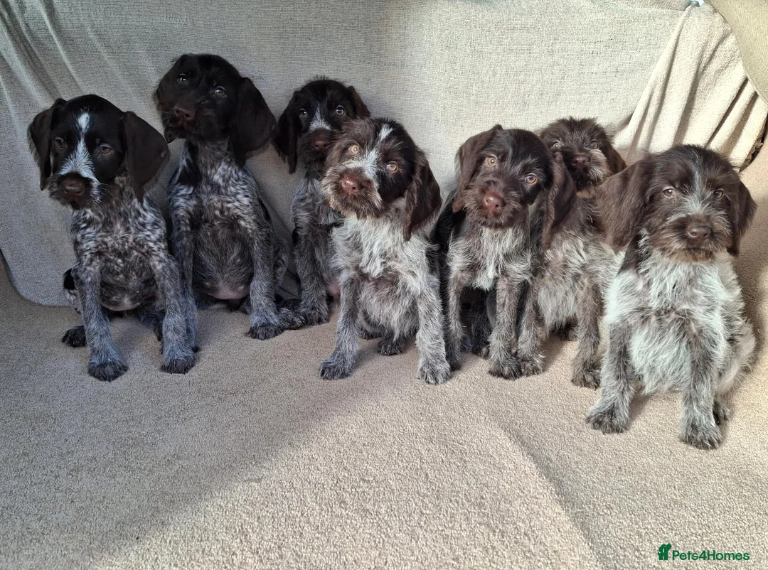German Wirehaired Pointer dogs for sale: German wirehair pointer pups.  - Advert 15