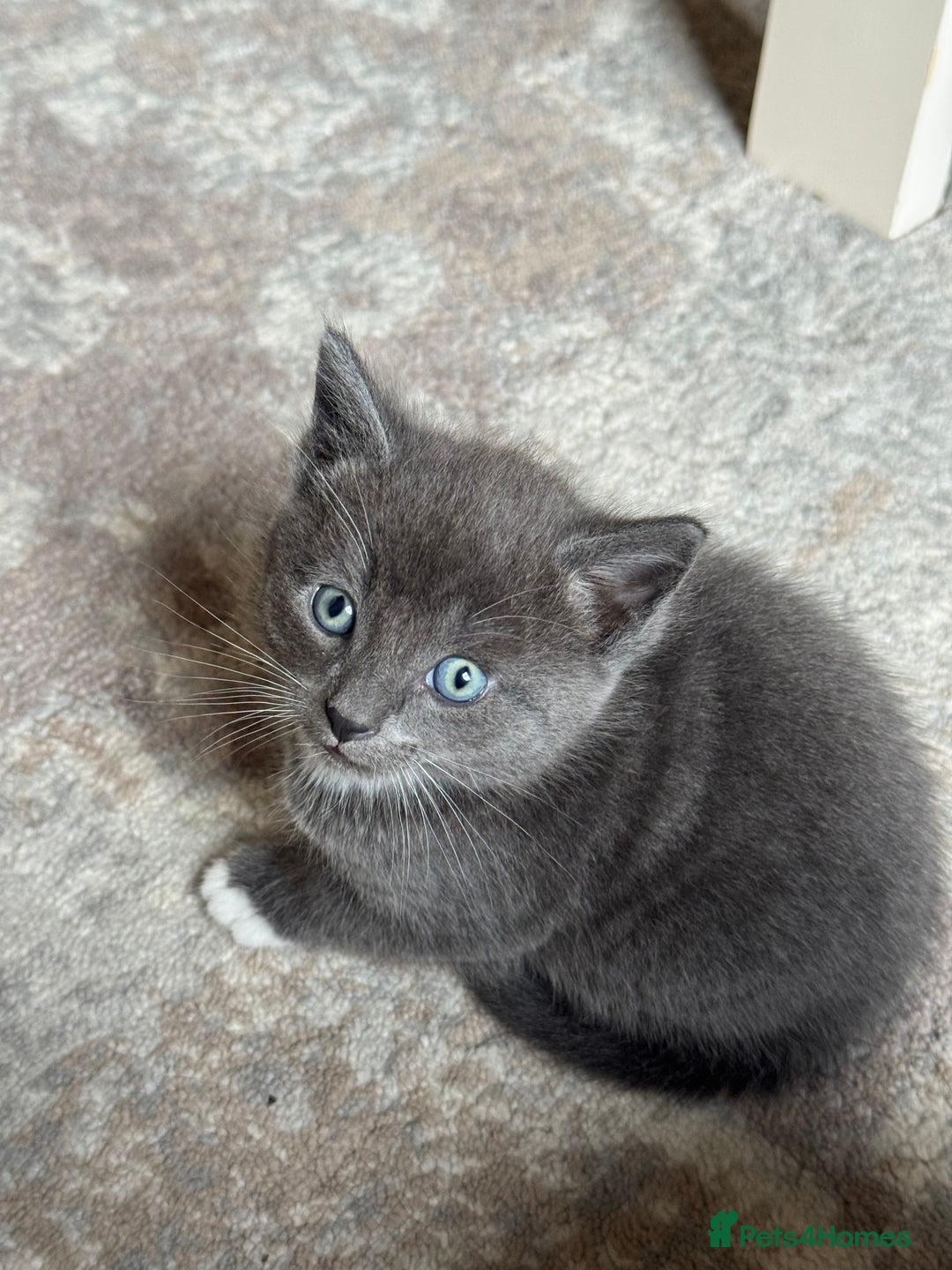 Mixed Breed cats for sale: Adorable Kittens Looking for Loving Homes 🐾 - Advert 7