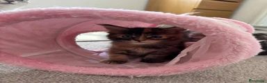 Maine Coon 4