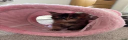 Maine Coon cats for sale: Beautiful Maine Coon kittens looking for new home - Advert 20