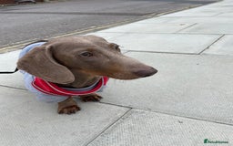 Miniature Dachshund dogs for sale: Miniature Dachshund - Image 2