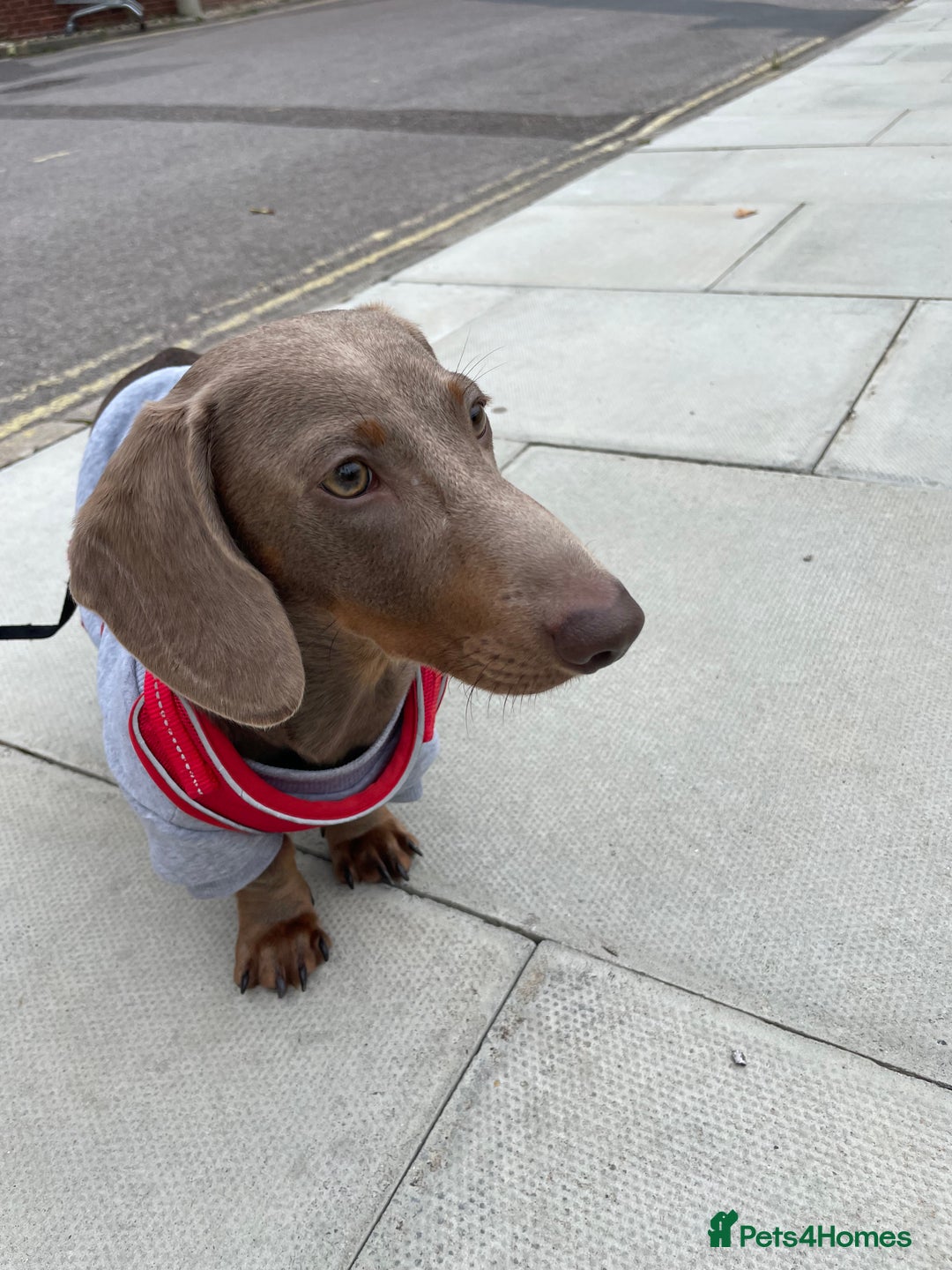 Miniature Dachshund dogs for sale: Miniature Dachshund - Image 2