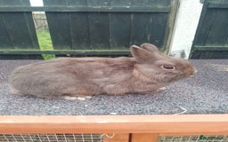Netherland Dwarf rabbits for sale: Netherland dwarf rabbit  - Image 5