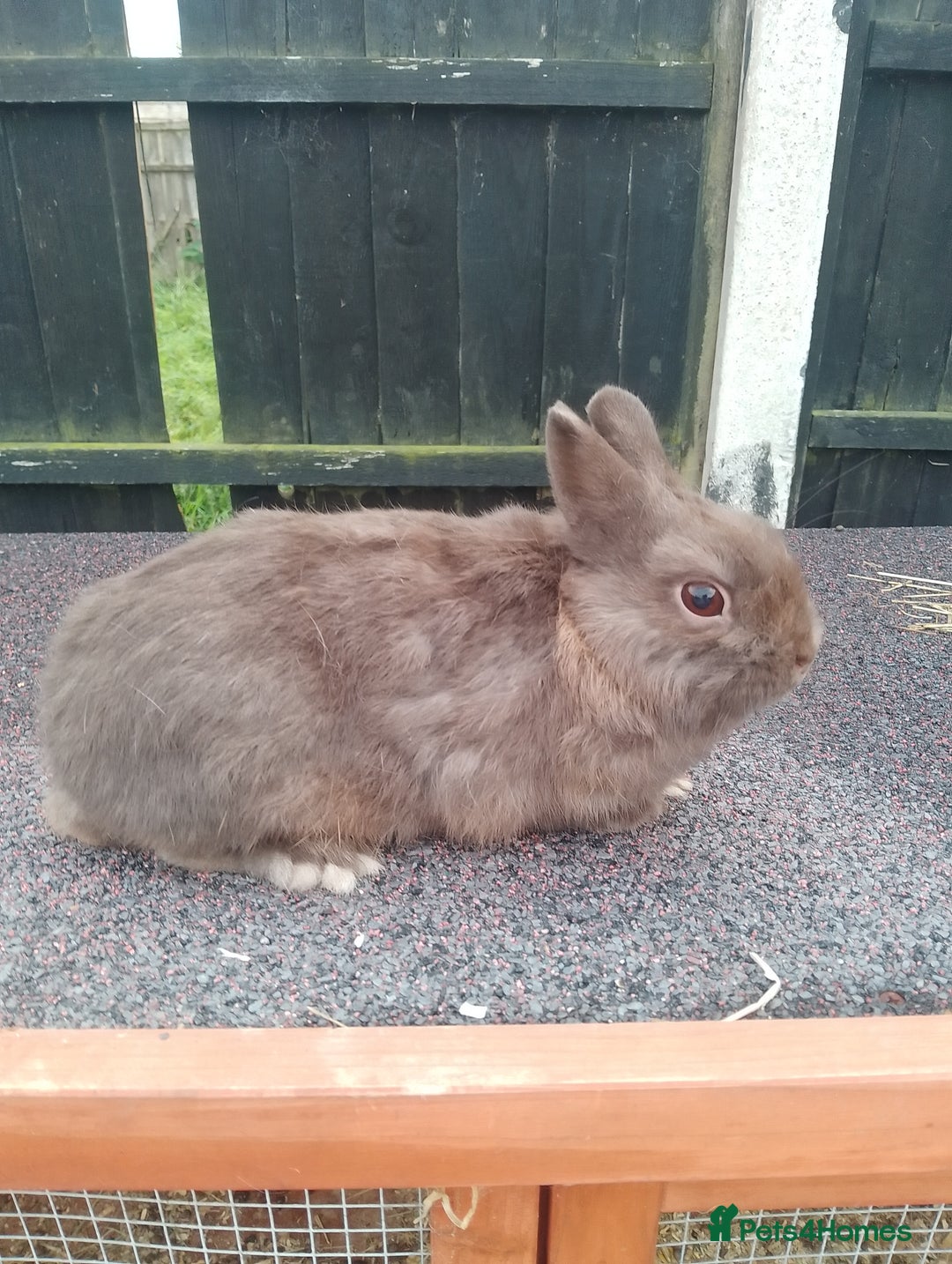 Netherland Dwarf rabbits for sale: Netherland dwarf rabbit  - Image 5