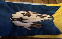 Jack Russell dogs for sale: Pedigree Jack Russell Terriers - Image 12