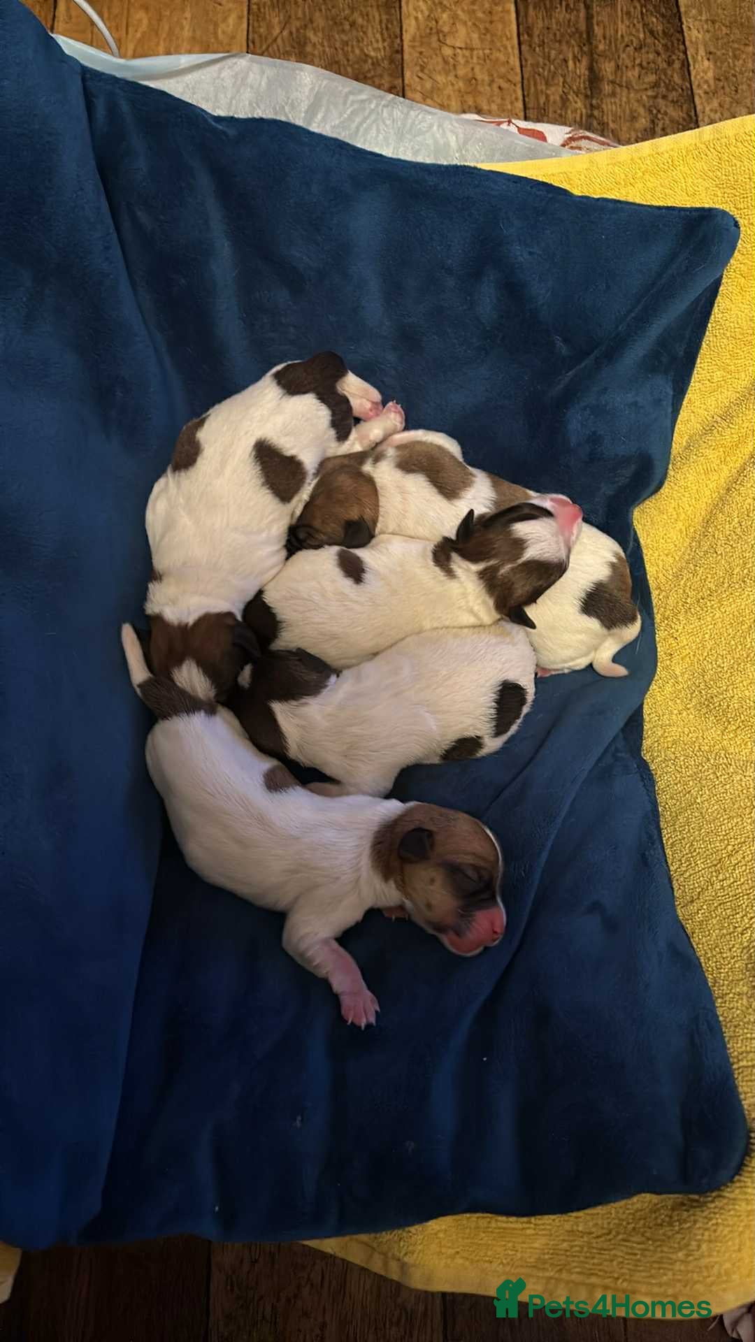 Jack Russell dogs for sale: Pedigree Jack Russell Terriers - Image 12