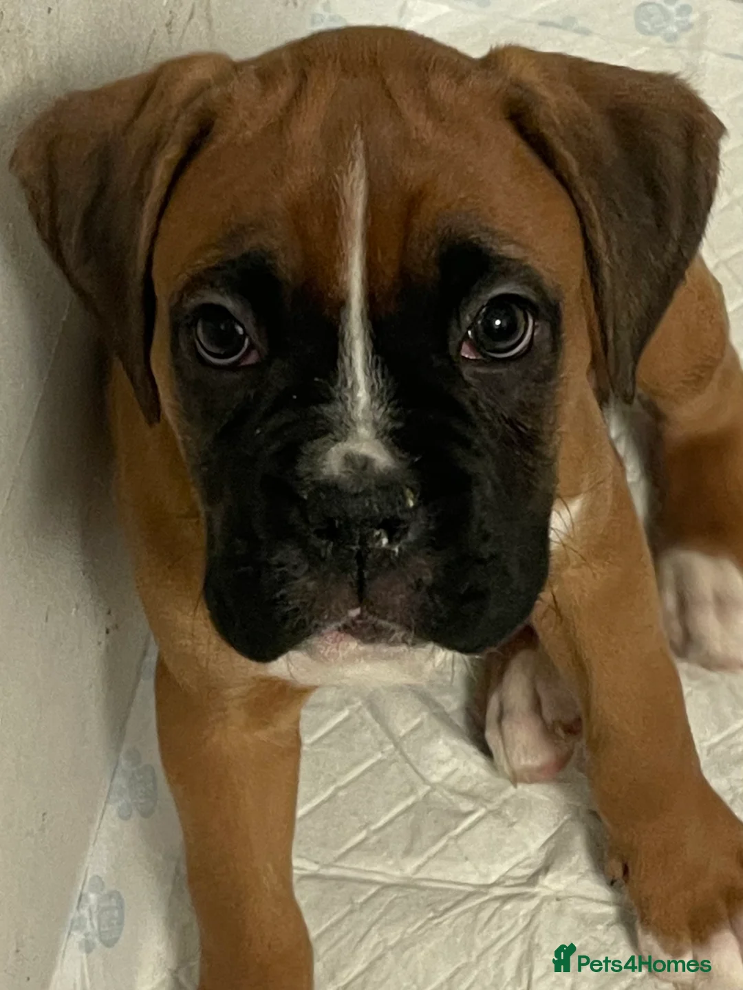 Boxer dogs for sale:  Stunning KC reg bobtailed boxers *1 girl left* - Advert 4